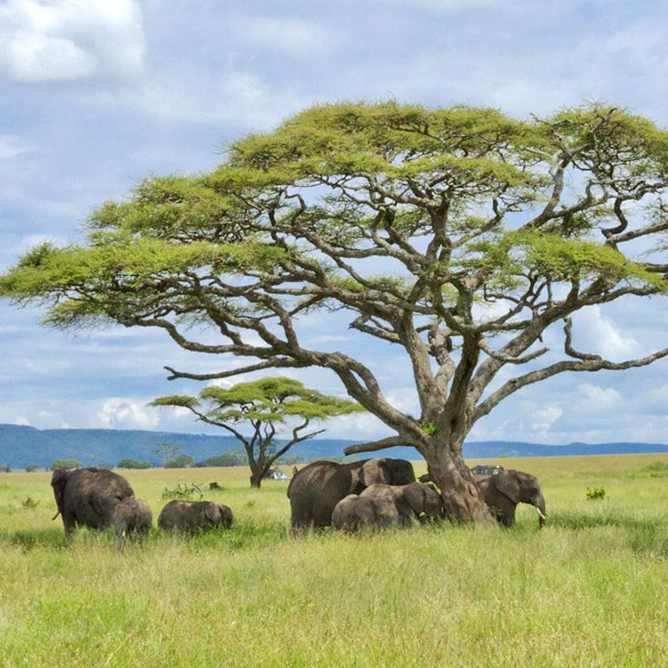 4-Day Magical Fly out in Serengeti and Zanzibar Safari